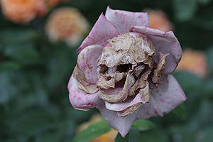 Pareidolia-skullflower.jpg